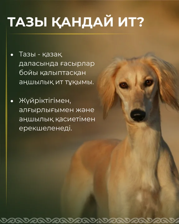 3 сентября — день казахского тазы