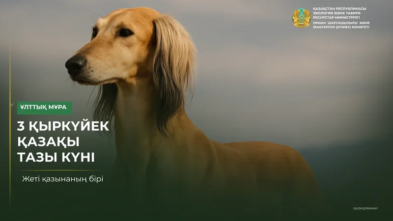 3 сентября — день казахского тазы