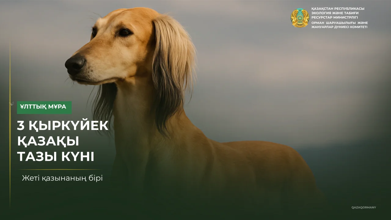 3 сентября — день казахского тазы