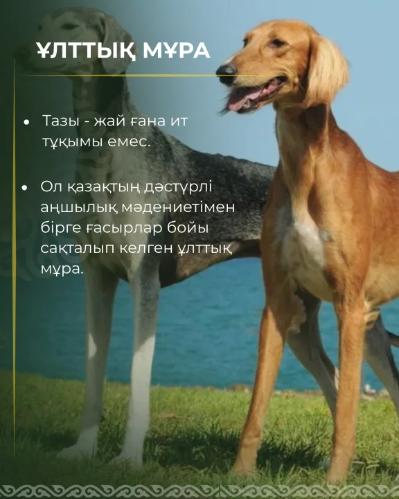 3 сентября — день казахского тазы