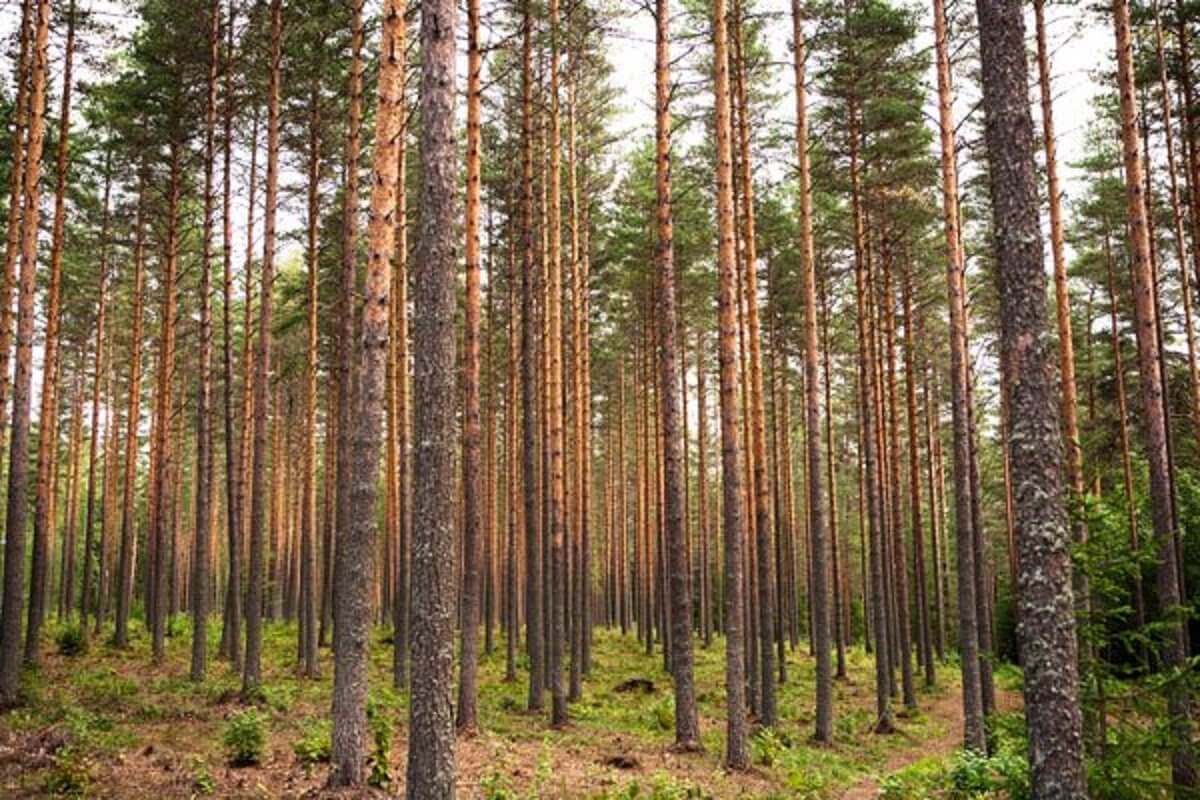 Орман қорын қалпына келтіру мәселесі талқыланды