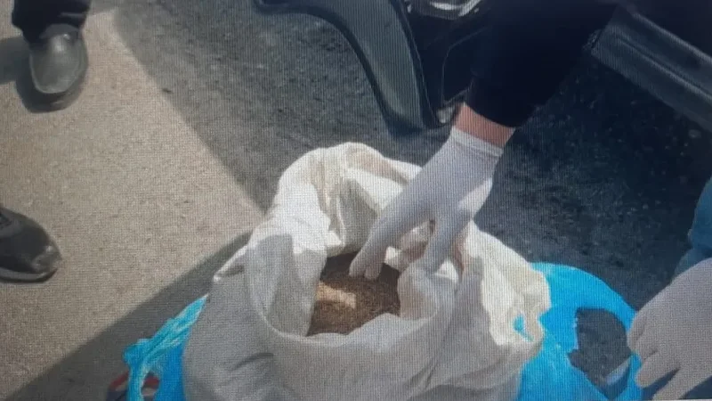 Абай облысының тұрғынынан аса ірі мөлшерде марихуана тәркіленді