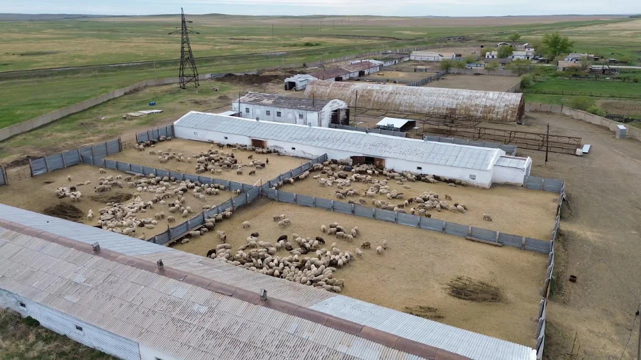 Ақмола облысында ірі мал шаруашылығы жобалары іске асырылуда