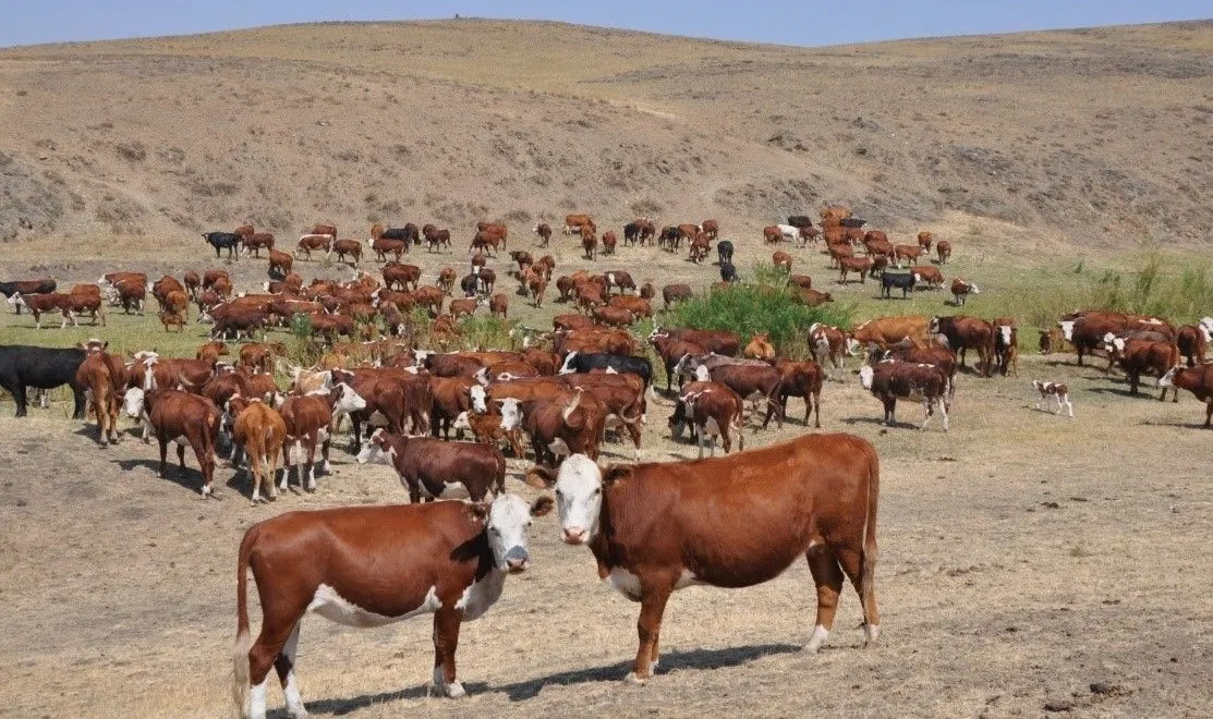 Абай облысында ауыл шаруашылығы саласы тұрақты дамып келеді