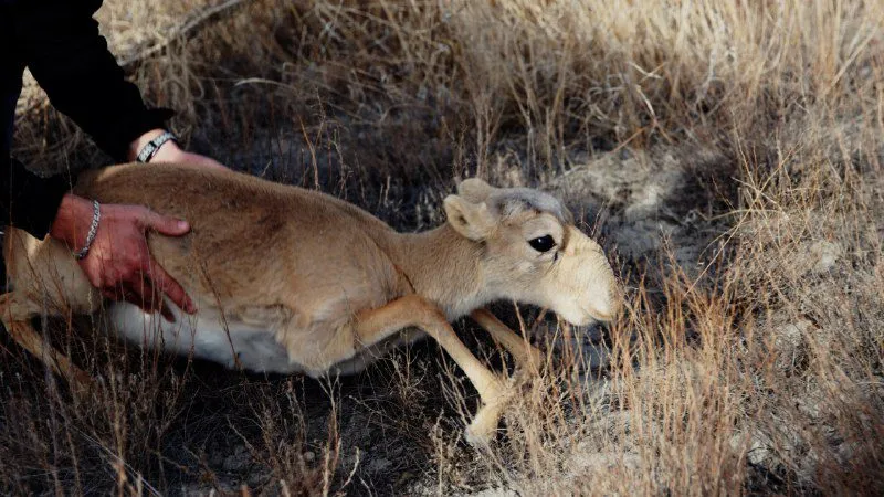 «Аңшылыққа шектеу қоюдан консерві құтысына дейін»: Қазақстанда ақбөкен саны қалай реттеліп жатыр