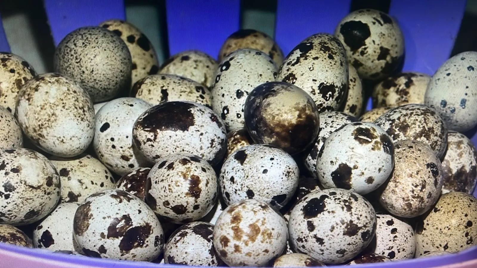 Абай облысында әлеуметтік осал топтарға қолдау күшейді: жүздеген тұрғын өз кәсібін бастады