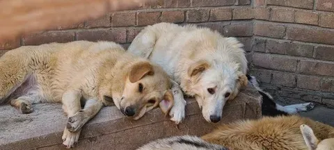 Биыл өңірде 3 262 бас қаңғыбас жануар ауланды