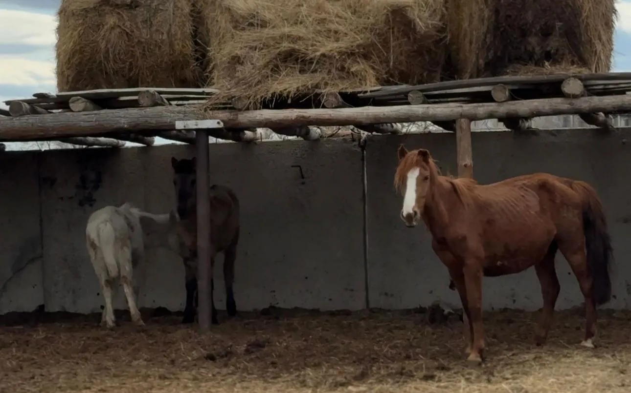 Импульс для села: в Абайском районе растет предпринимательство и открываются новые возможности